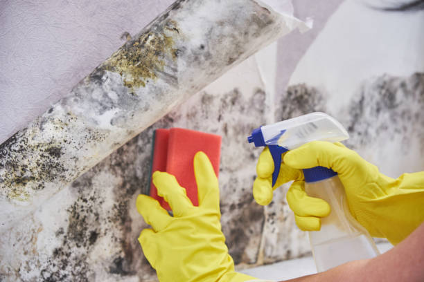 Best Industrial Mold Remediation  in Hanley Hills, MO